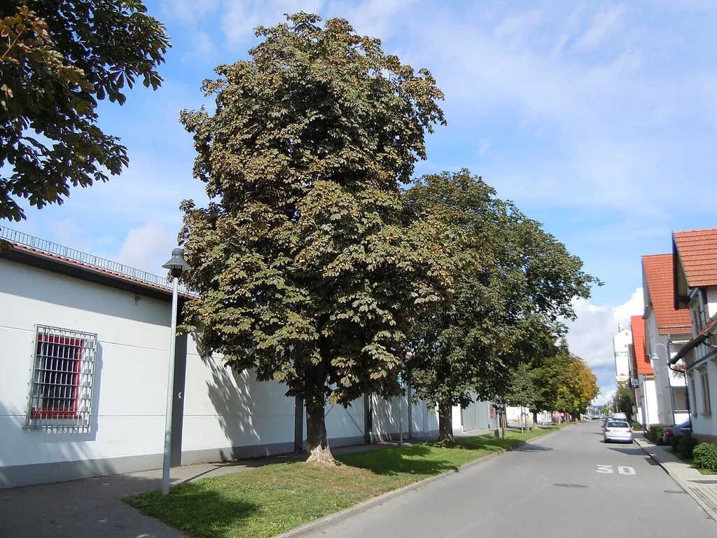 Kastanienallee an der Bahnhofsstraße (11 Roßkast.)
