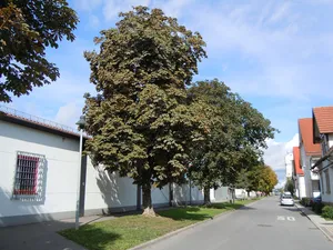 Kastanienallee an der Bahnhofsstraße (11 Roßkast.)