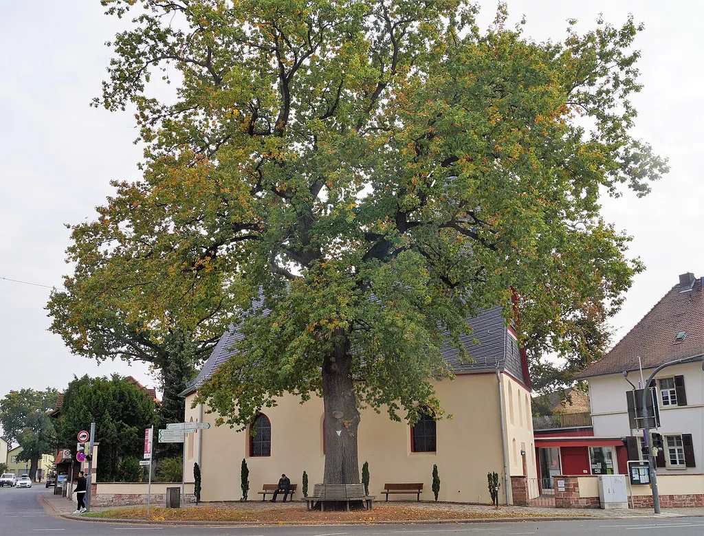 Luther-Eiche in Riedstadt-Goddelau, Ortszentrum an der Evangelischen Kirche