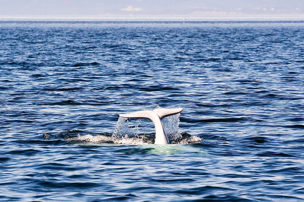Saguenay–St. Lawrence Marine Park