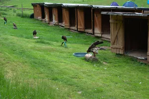 Greifvogelpark Saarburg