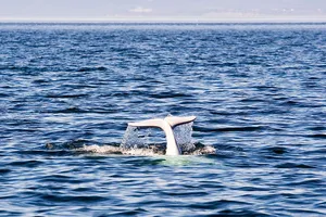 Saguenay–St. Lawrence Marine Park
