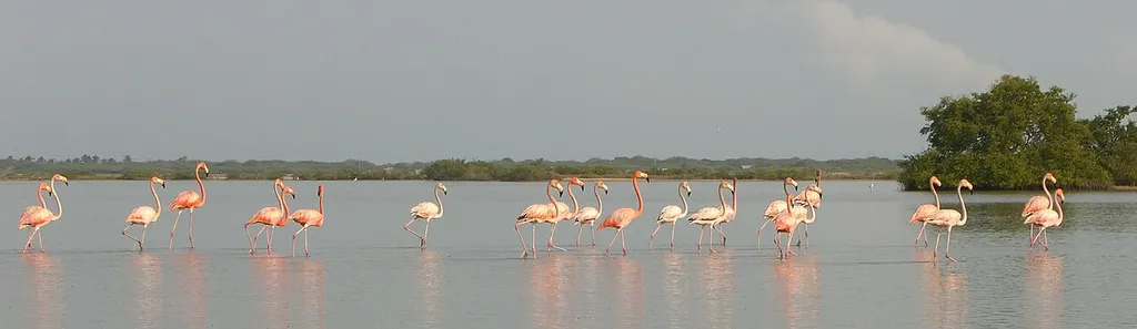 Flamingos Fauna and Flora Sanctuary