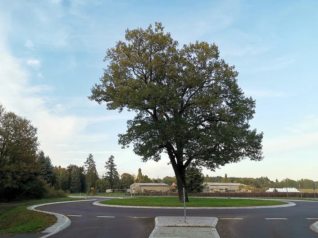 Naturdenkmal Eiche im Kreisverkehr Jeserig/Fläming/Bahnhof Wiesenburg