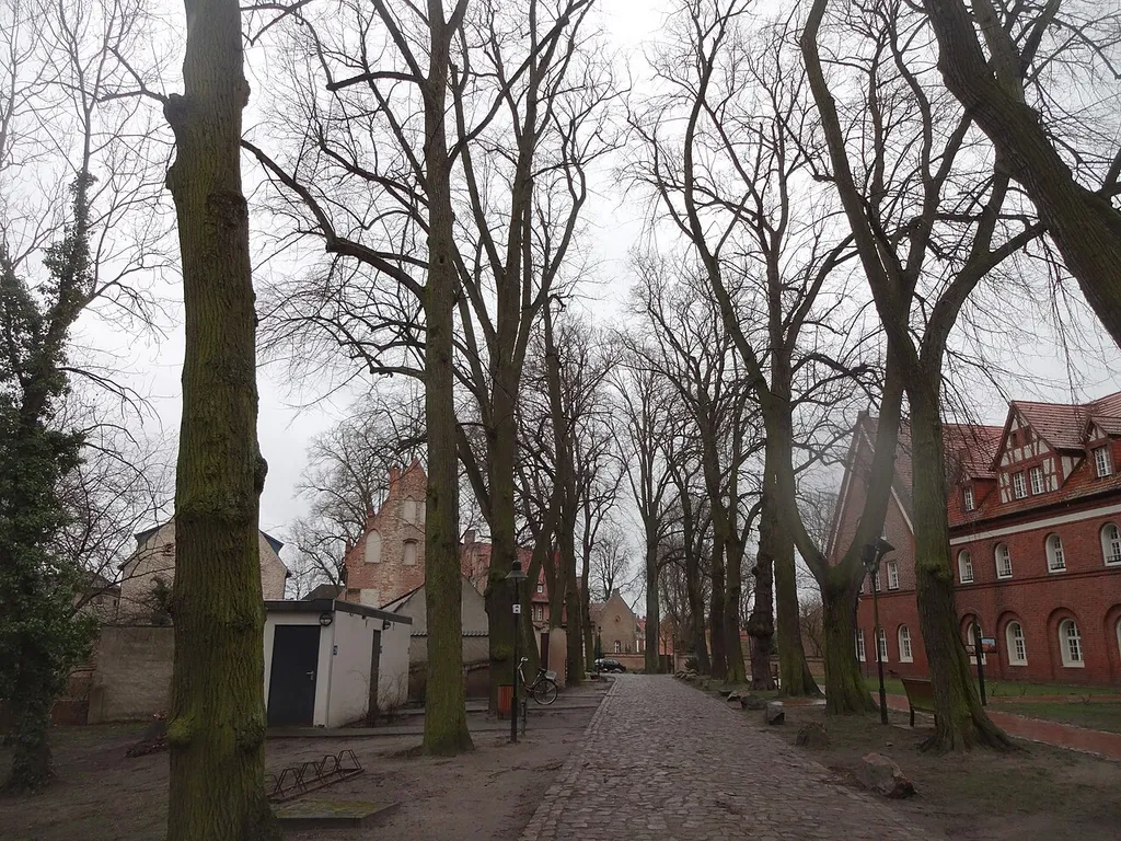 Teil einer Lindengruppe aus 38 Linden im Bereich des Kloster Lehnin
