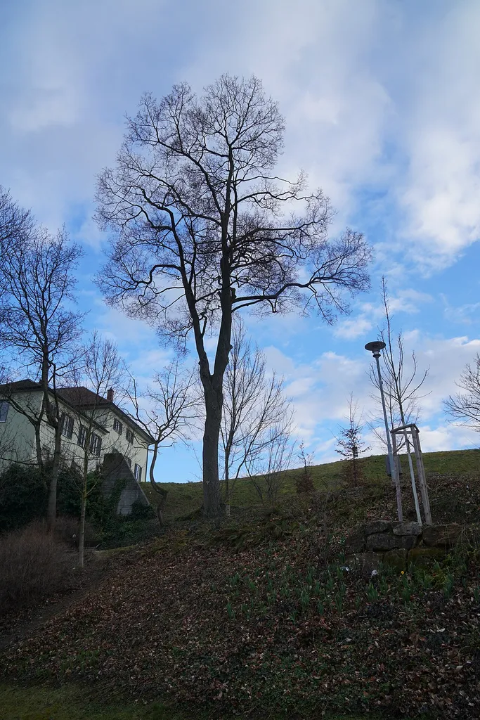 Spitzahorn im Kirchengemeindegarten, Naturdenkmal in Böblingen.