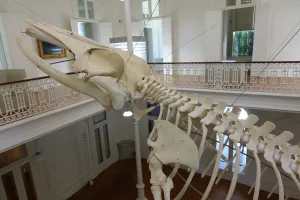 Museum of Natural History and Science of the University of Porto