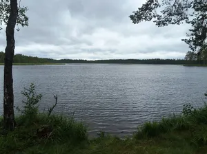 Finkino