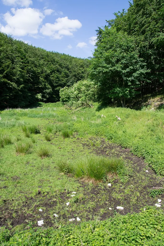 Augustdorf, Naturschutzgebiet "Östlicher Teutoburger Wald", Feuchtwiese mit Binsen