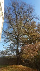 1 Winterlinde bei der Kleincomburg