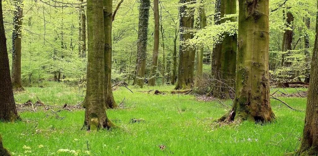 Kurler Busch, Waldwiese