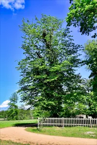 Naturdenkmal Schlitzblättrige Gemeine Hainbuche