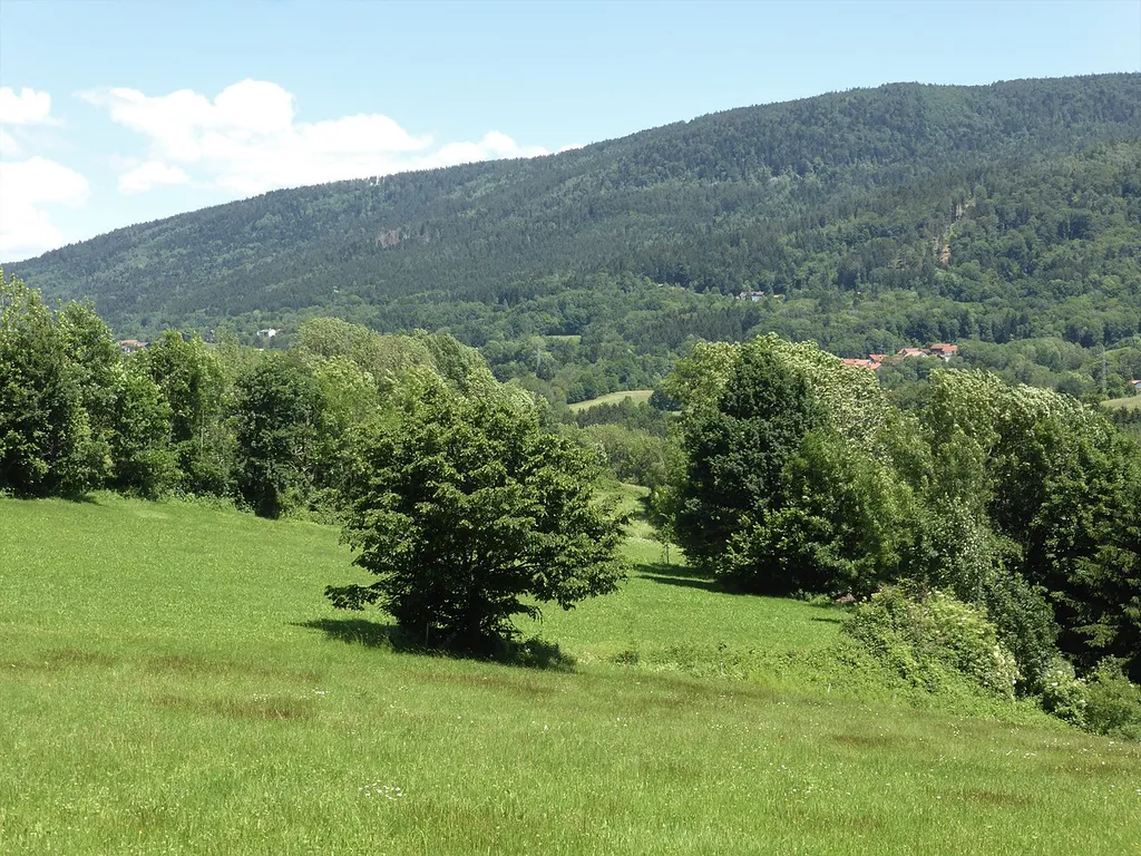 Bergwiesen und -weiden im Vorderen Bayerischen Wald