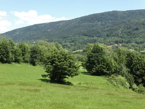 Bergwiesen und -weiden im Vorderen Bayerischen Wald
