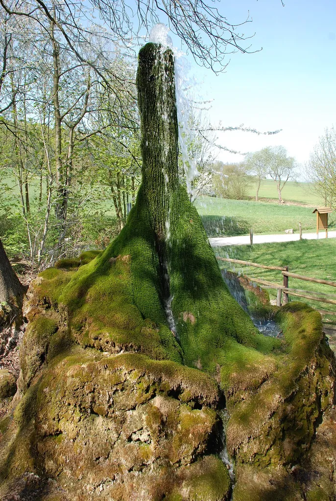 Natural monument Wasserbaum Ockensen in Ockensen/Lower Saxony/Germany