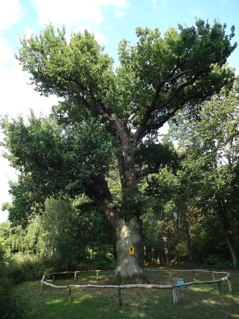 Naturdenkmal Stieleiche in Blankenfelde am Trebbiner Damm gegenüber von Haus Nr. 8