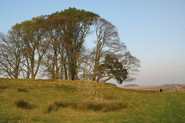 (The site of) Milecastle 34 A "modern" drystone wall now marks the boundary of Milecastle 34.