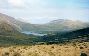 Campbell Island / Motu Ihupuku