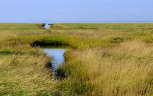 Hamburger Hallig