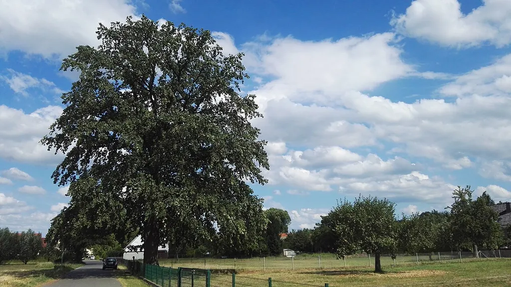 als Naturdenkmal (1108-3) geschützte Stieleiche in der Dorfstraße in Kroppen