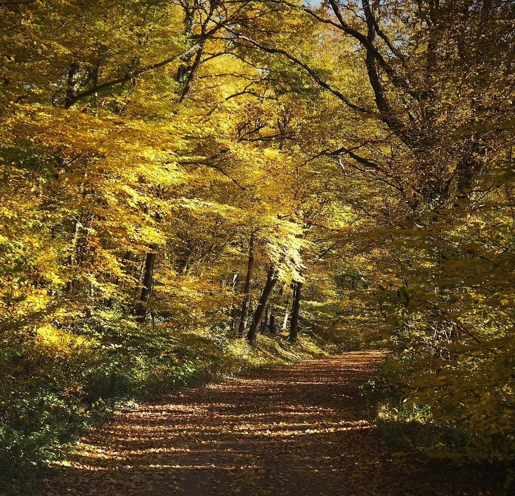 Forest of Tronçais