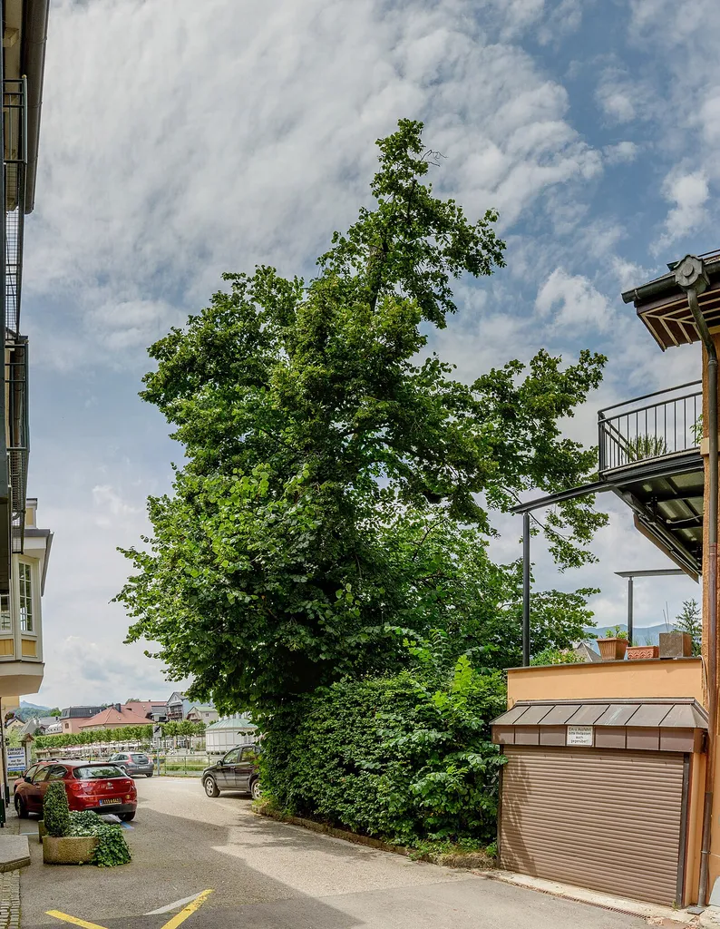 Tausendjährige Linde von Bad Ischl