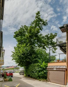Tausendjährige Linde von Bad Ischl