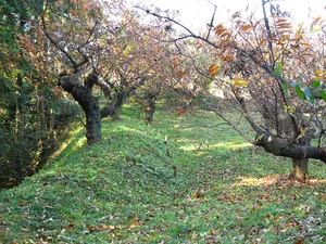 Nishikawa Castle