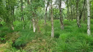Schwarzes Moor bei Dannhorn
