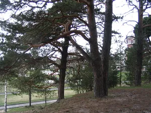 Park of Sheremetev Castle, Yurino