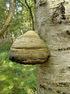 Frankenmoor