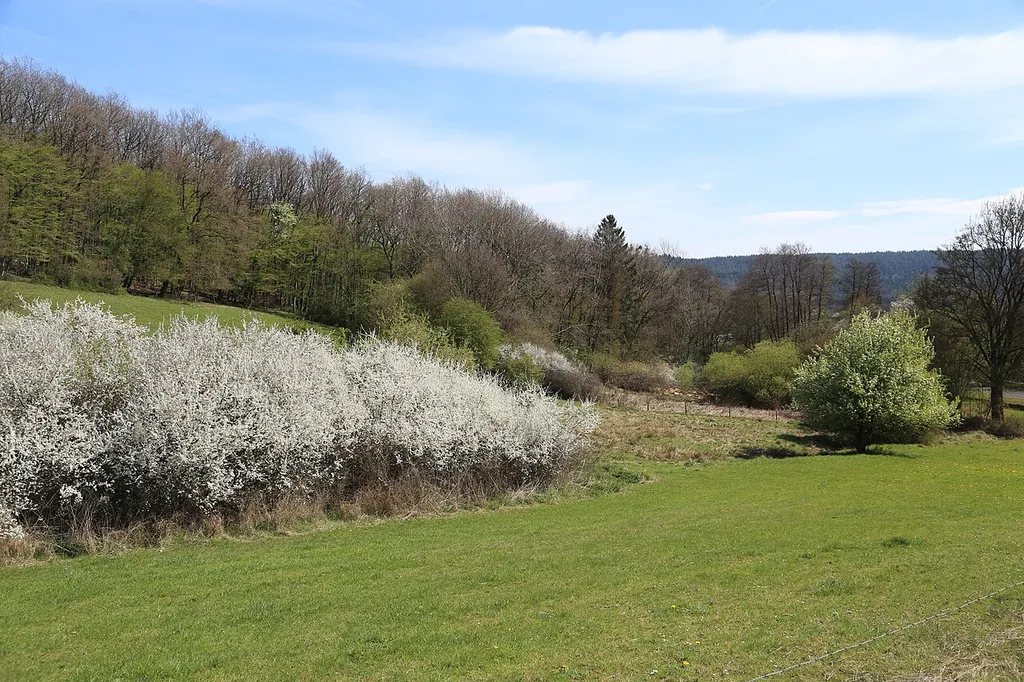 Nature reserve "Schoenecker Schweiz", Rhineland-Palatia, Germany, with Sloeblossoms (Prunus spinosa)