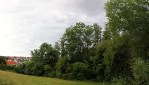 Bachlauf und Ufergehölz am Klostergarten