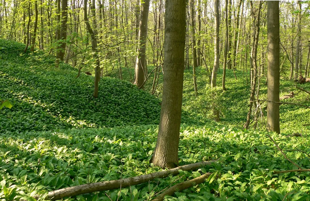 Burggelände der Harliburg