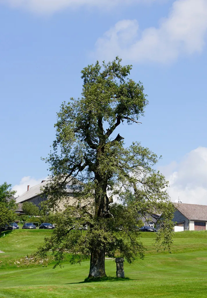 This media shows the natural monument in Upper Austria with the ID nd339.
