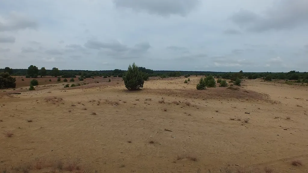 Sanddüne im FFH-Gebiet Annaburger Heide, Sachsen-Anhalt