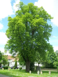 1 Linde beim ehemaligen Kloster