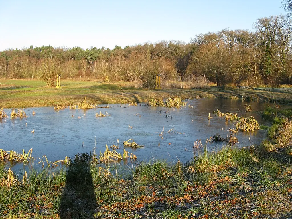 Kleingewässer im Naturschutzgebiet Nordholz bei Minden, Nordrhein-Westfalen.