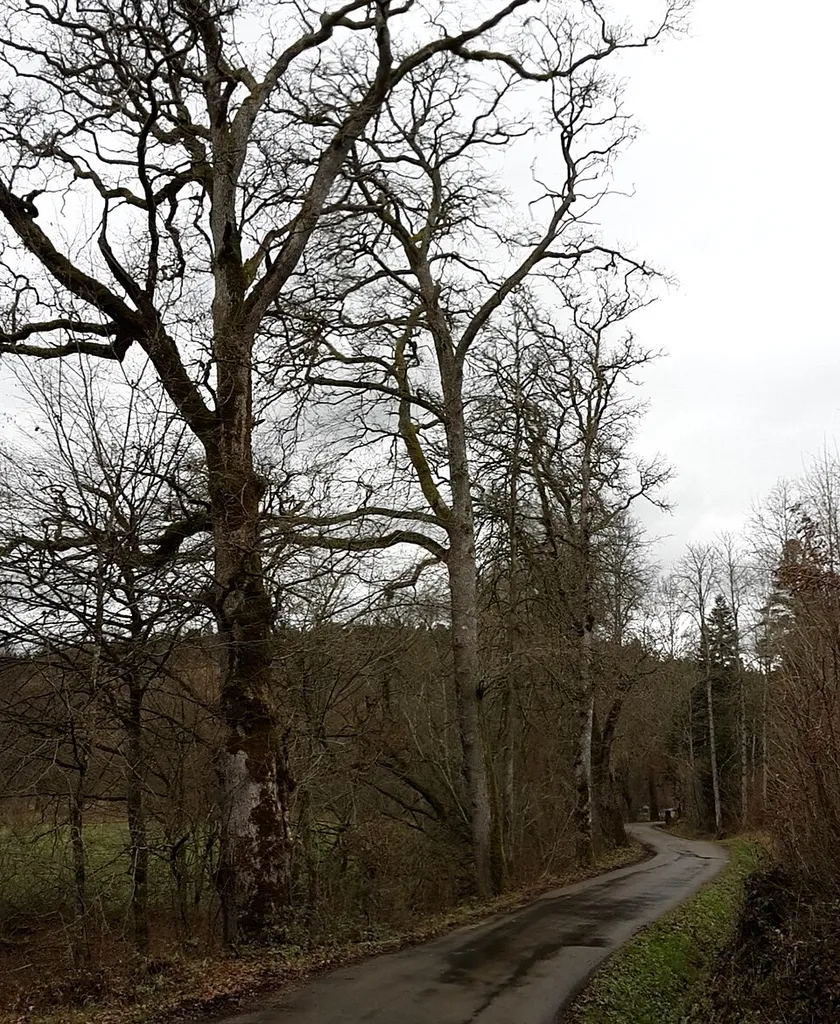 Feuchtgebiet im Schweizerbachtal, Blickrichtung Nordost