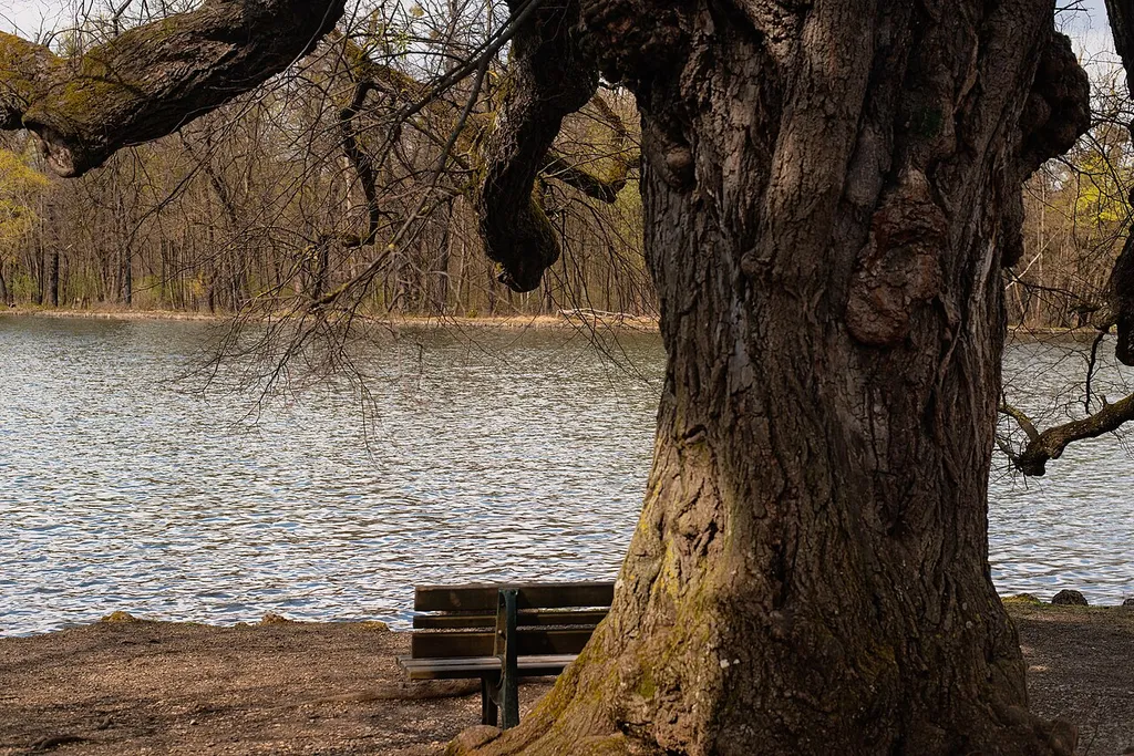 Die Sommerlinde am Badenburger See. Sie ist ein Naturdenkmal.