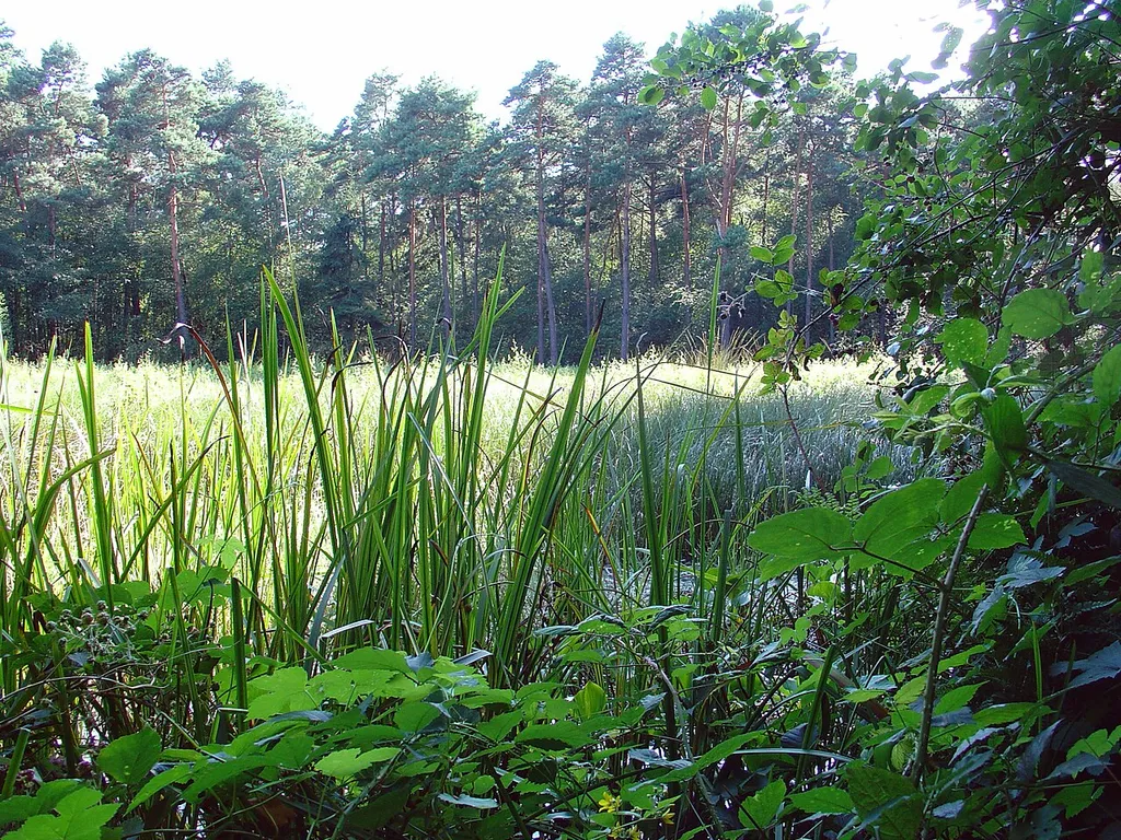 Naturschutzgebiet Hühnermoor östlich von Marienfeld