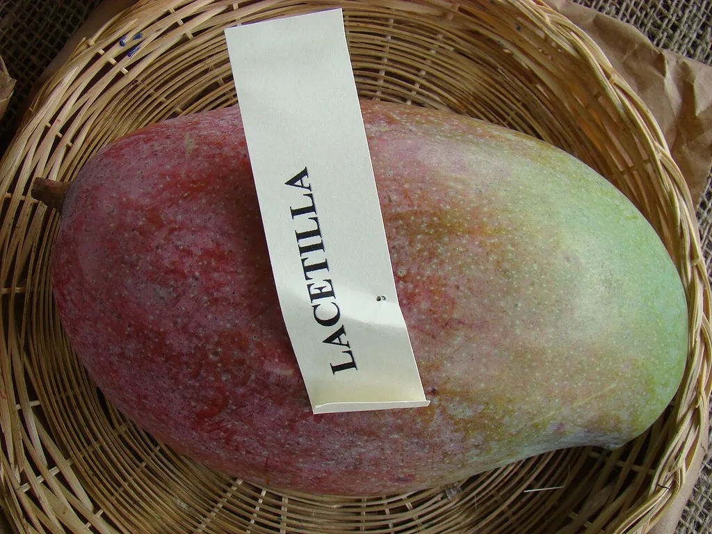 This is a photo of the display of Lancetilla mango at the Redland Summer Fruit Festival, Fruit &amp; Spice Park, Homestead, Florida.