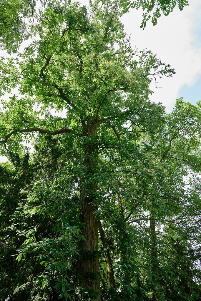 Natural monument Ess-Kastanie Königstraße Ecke Ahornstraße, Am Spielplatz.
