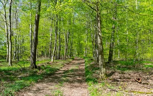 Buchenwälder zwischen Mühlenberg und Hasselburg