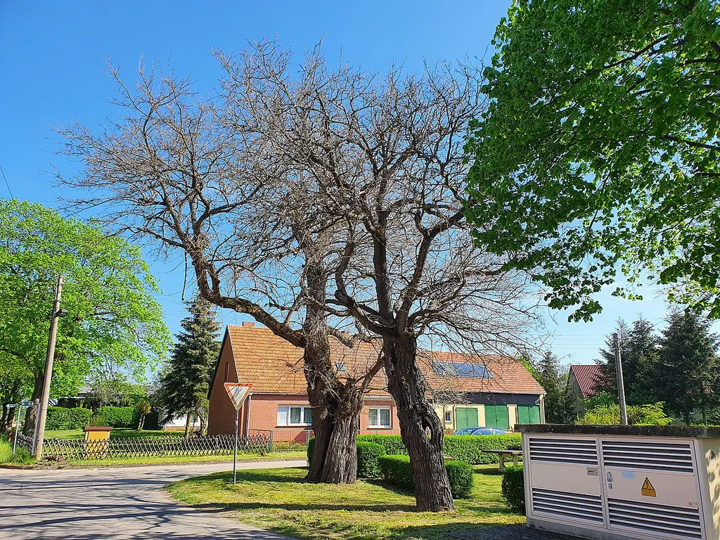Die Naturdenkmale Maulbeerbaum 1 (links) und 2 (rechts) in Caminchen im Landkreis Dahme-Spreewald, Brandenburg.