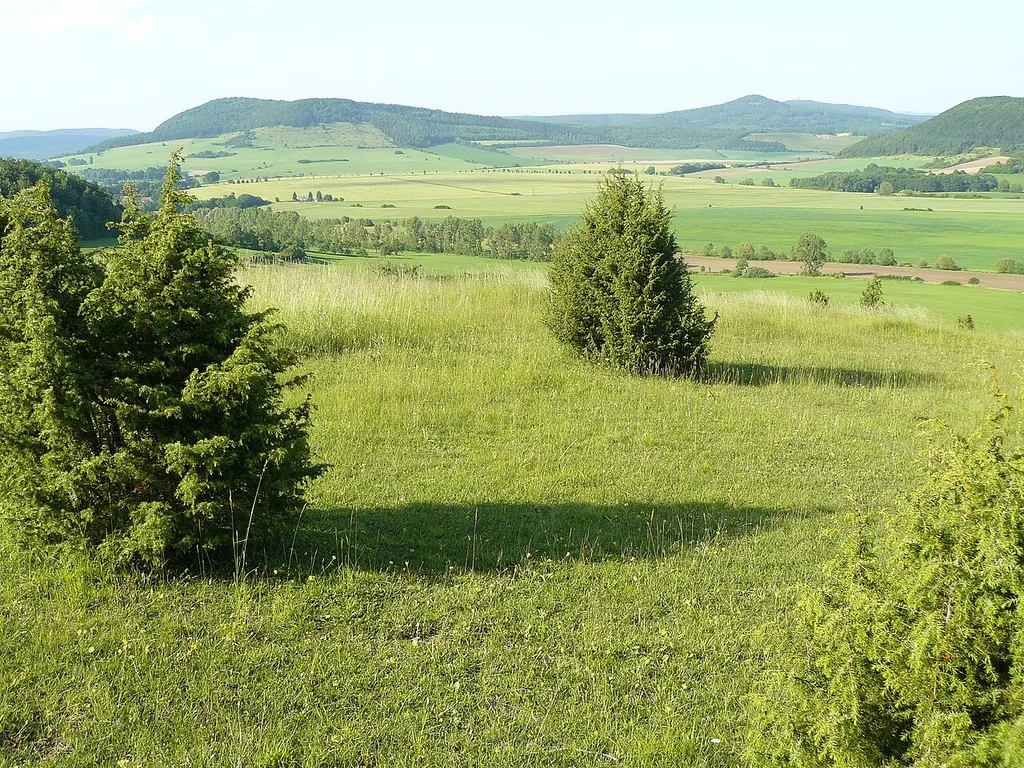 Im Vordergrund sind die Wacholdersträuche auf dem (Halb-) Trockenrasen des Nordhangs des thüringische Naturschutzgebiets „Wiesenthaler Schweiz“ (NSG 145) zu sehen. Das Foto zeigt einen Blick in nördliche Richtung auf das Horn und die Stoffelskuppe.