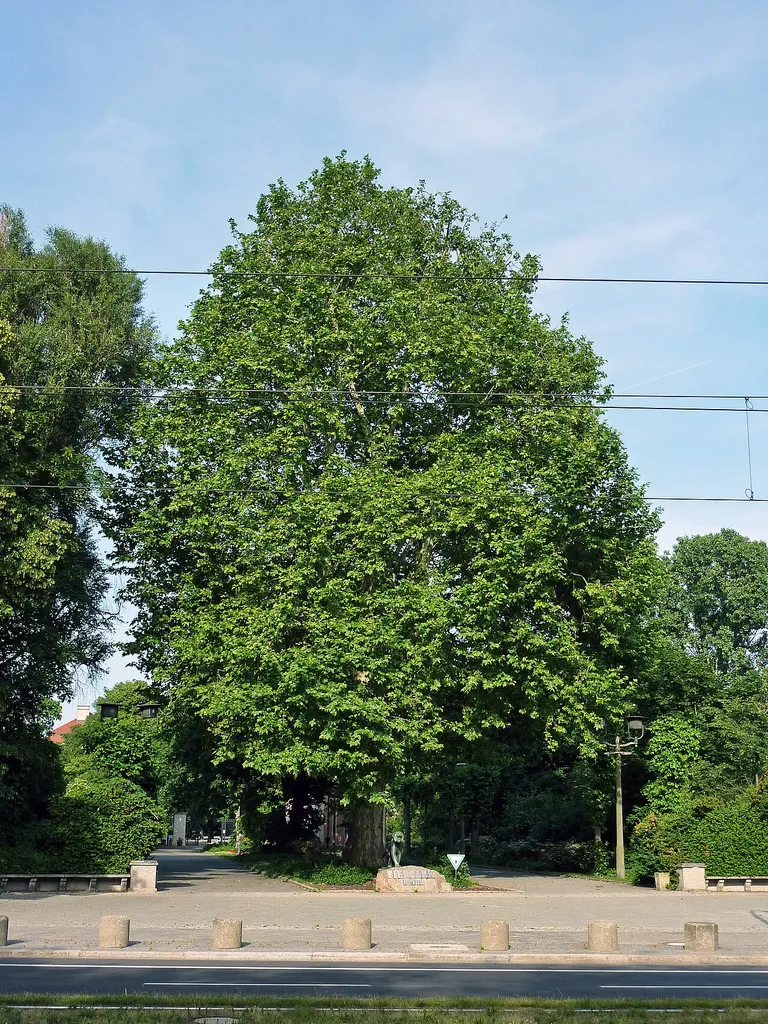 Platane Tierpark Berlin