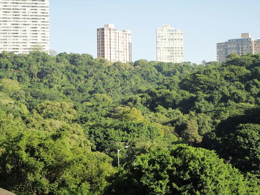 A westward view over Burman Bush Nature Reserve in Morningside, Durban