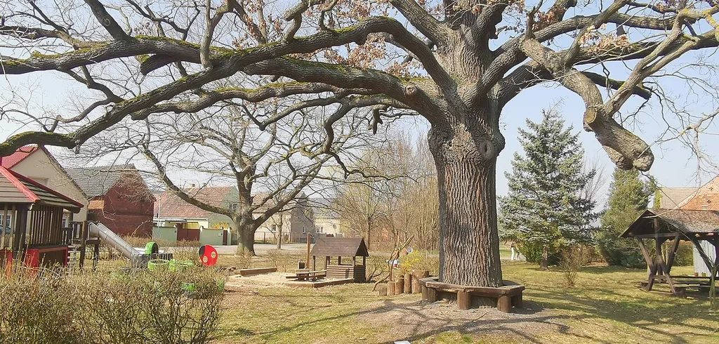 Als Naturdenkmal geschützte Stieleichen am Spielplatz in Frauenhorst (Herzberg (Elster))