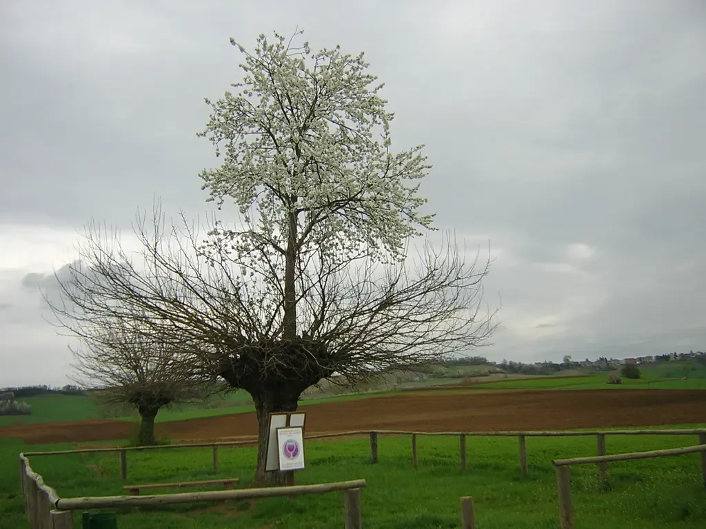 Bialbero di Casorzo